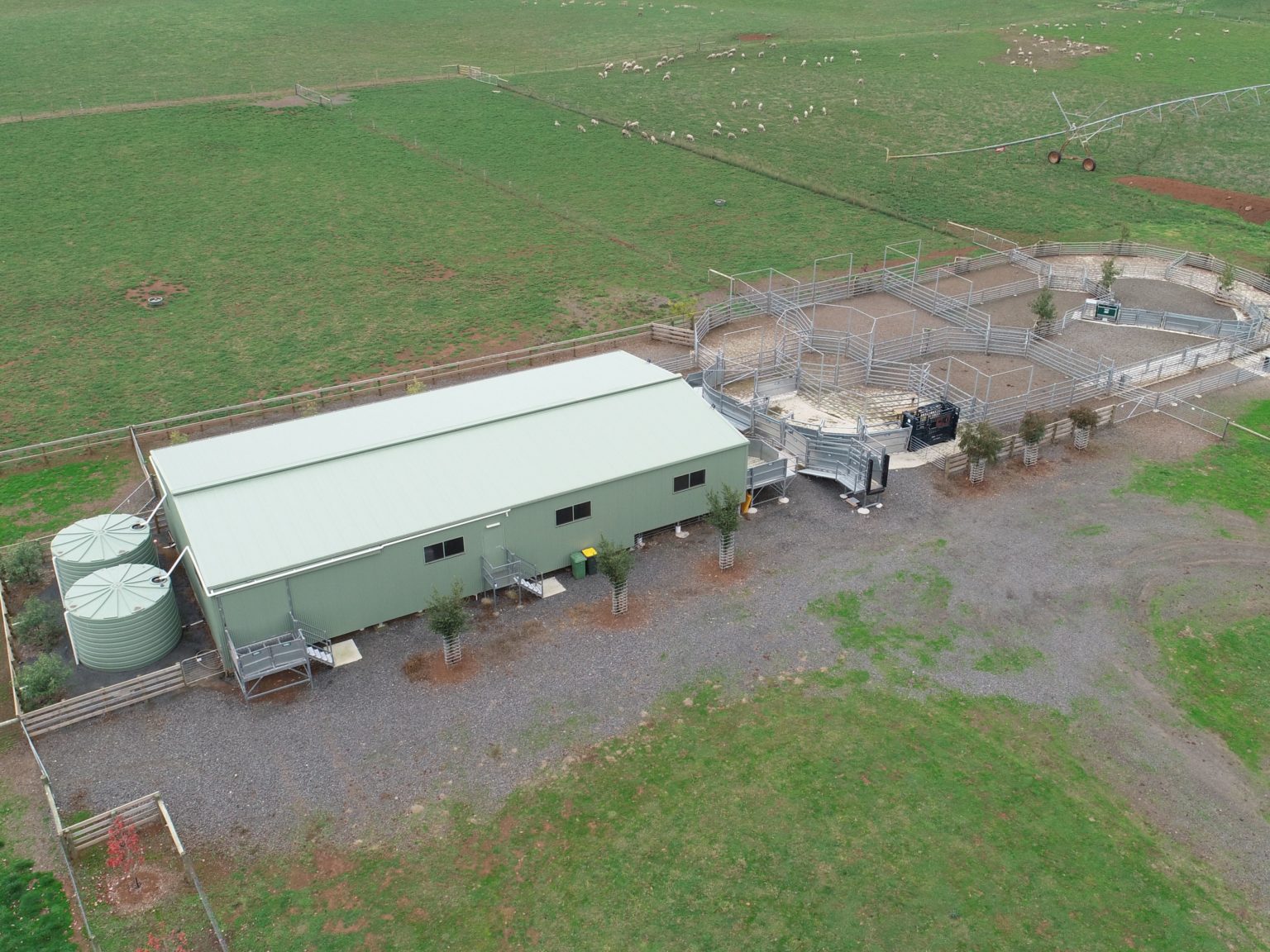 Shearing Sheds - Designed For Safety & Wellbeing of People and Stock