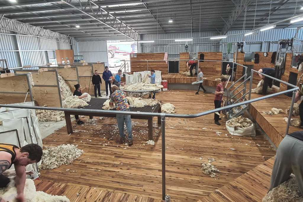 Shearing shed board and wool handling