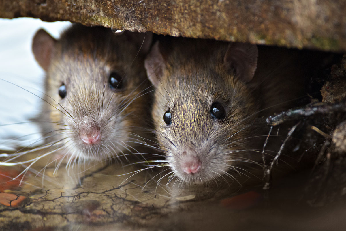 How Do I Keep Mice Out Of My Shed Action Steel