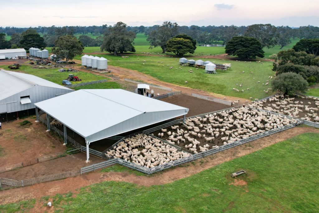 22.6m x 24m x 3.5m sheep yard cover - Action Steel