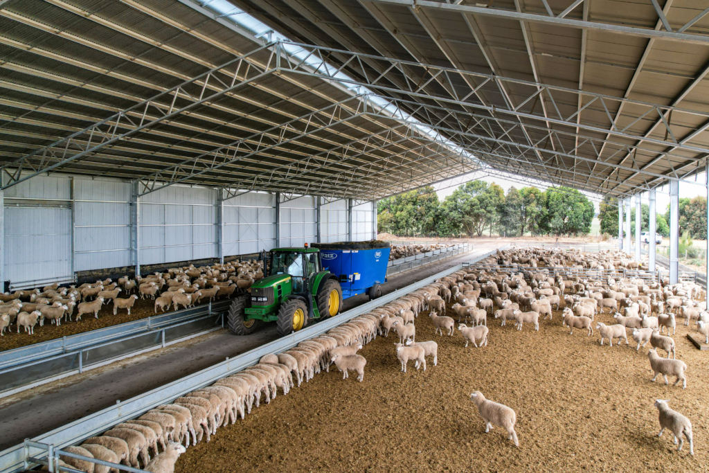 Lamb Feedlot Cover - Gallery 2