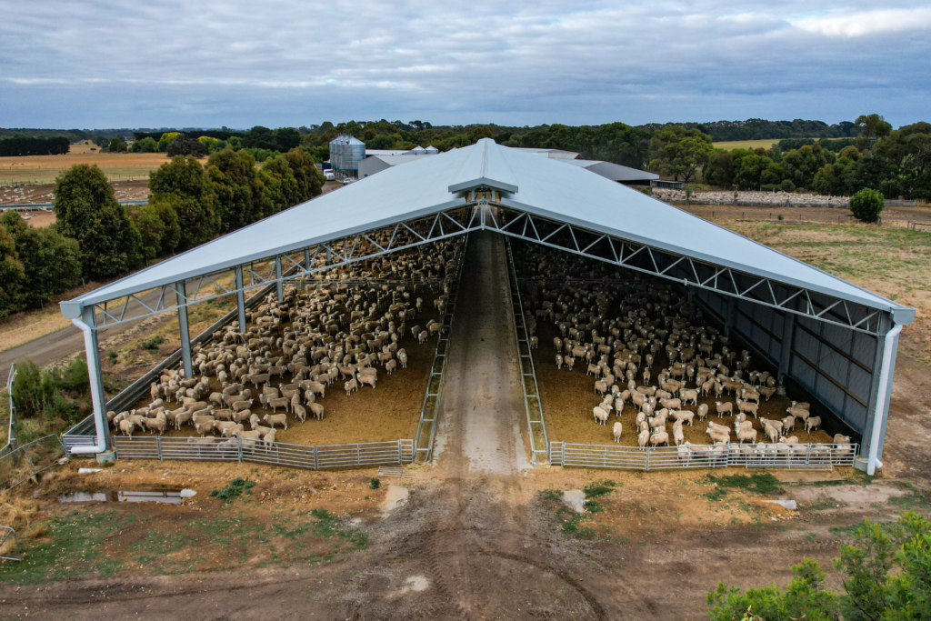 Lamb Feedlot Cover - Gallery 4