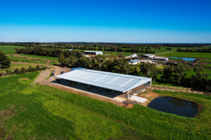 Best Practice Calving Shed Design - Preparing Your Calving Shed - Site 3