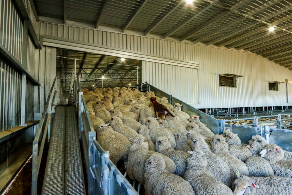 Hi Bay Lights Gallery - shearing shed complex