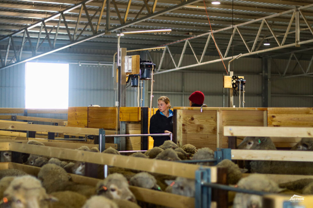 Natural Light in shearing shed