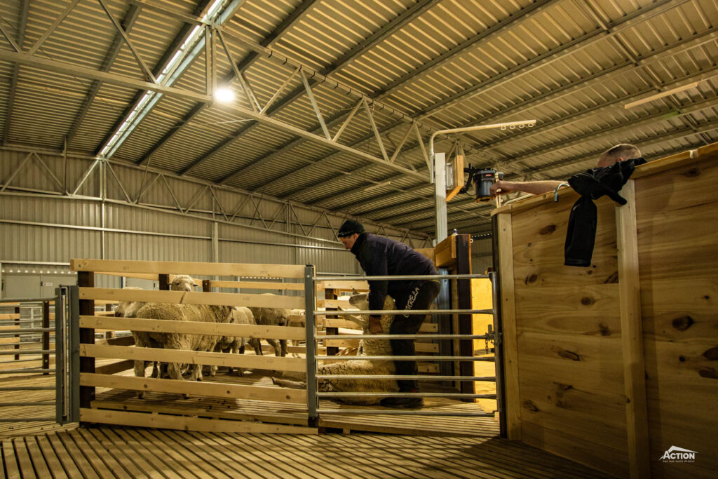 Sloped catching pen in 12-stand shearing shed at Telopea Downs