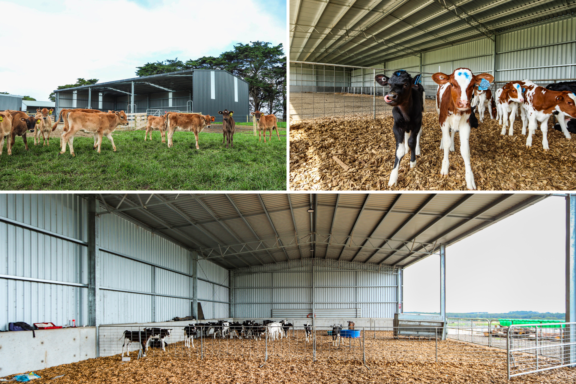 best calf shed kit sizes